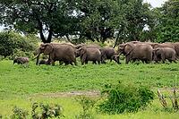 African elephant (Loxodonta africana), adult, calves, herd, walking, foraging, Kruger National Park, Kruger National Park, South Africa [IBR125203855]