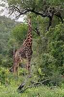 Giraffe (Giraffa camelopardalis giraffa), adult, feeding, tree, Kruger National Park, Limpopo Province, South Africa [IBR125203856]
