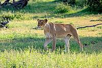 Lion (Panthera leo), adult, female, stalking, focused, alert, Kruger National Park, South Africa [IBR125203857]