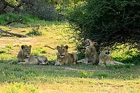 Lion (Panthera leo), adult, four, young males, young female, siblings, lying down, in the grass, alert, Kruger National Park, South Africa [IBR125203858]