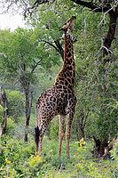 Giraffe (Giraffa camelopardalis giraffa), adult, feeding, tree, Kruger National Park, Limpopo Province, South Africa [IBR125203859]