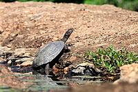 Pan Hinged Terrapin (Pelusios subniger), adult, in the water, Kruger National Park, South Africa [IBR125203860]