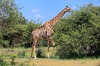 Giraffe (Giraffa camelopardalis giraffa), adult, feeding, shrub, Kruger National Park, Limpopo Province, South Africa [IBR125203861]