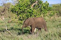 African elephant (Loxodonta africana), calf, foraging, sniffing, spotting, Kruger National Park, Kruger National Park, South Africa [IBR125203862]