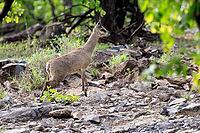 Transvaal klipspringer (Oreotragus transvaalensis), adult male running, Kruger National Park, South Africa [IBR125203863]