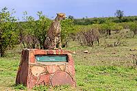 Cheetah (Acinonyx jubatus), adult, sitting, on a signpost, alert, Limpopo Province, Kruger National Park, South Africa [IBR125203864]
