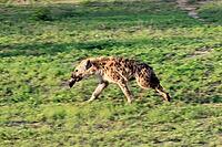 Spotted hyena (Crocuta crocuta), adult, prey, bones, running, Kruger National Park, South Africa [IBR125203865]