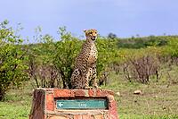 Cheetah (Acinonyx jubatus), adult, sitting, on a signpost, alert, Limpopo Province, Kruger National Park, South Africa [IBR125203866]