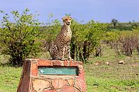 Cheetah (Acinonyx jubatus), adult, sitting, on a signpost, alert, Limpopo Province, Kruger National Park, South Africa [IBR125203867]