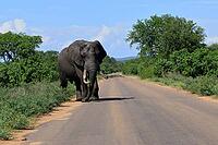 African elephant (Loxodonta africana), adult, male, bull, on a road, track, Kruger National Park, South Africa [IBR125203868]