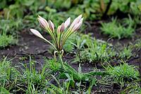 Crinum macowanii, flowering, Kruger National Park, Kruger National Park South Africa [IBR125203869]