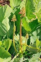 Erythrina zeyheri, blossom, Bloemfontein Botanical Garden, Free State, South Africa [IBR125203870]