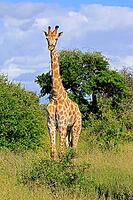 Giraffe (Giraffa camelopardalis giraffa), adult, alert, standing, Kruger National Park, Limpopo Province, South Africa [IBR125203871]