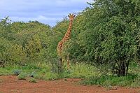Giraffe (Giraffa camelopardalis giraffa), adult, alert, standing, Kruger National Park, Limpopo Province, South Africa [IBR125203872]