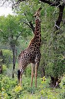 Giraffe (Giraffa camelopardalis giraffa), adult, feeding, tree, Kruger National Park, Limpopo Province, South Africa [IBR125203873]