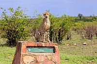 Cheetah (Acinonyx jubatus), adult, sitting, on a signpost, alert, Limpopo Province, Kruger National Park, South Africa [IBR125203875]