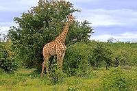 Giraffe (Giraffa camelopardalis giraffa), adult, alert, standing, Kruger National Park, Limpopo Province, South Africa [IBR125203876]