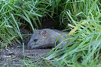 European brown rat (Rattus norvegicus) adult rodent animal emerging from its burrow hole, England, United Kingdom [IBR125203877]