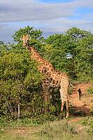 Kap giraffe (Giraffa camelopardalis giraffa), adult, alert, standing, foraging, Kruger National Park, Limpopo Province, South Africa [IBR125203878]