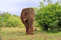 African elephant (Loxodonta africana), adult, foraging, Kruger National Park, Kruger National Park, South Africa [IBR125203879]