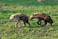 Spotted hyena (Crocuta crocuta), subadult, half-grown young, siblings, two, running, Kruger National Park, South Africa [IBR125203880]