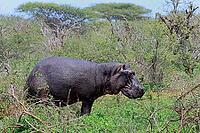 Hippopotamus (Hippopotamus amphibius), adult, on land, foraging, during the day, Kruger National Park, Mpumalanga Province, South Africa [IBR125203881]