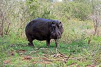 Hippopotamus (Hippopotamus amphibius), adult, on land, foraging, during the day, Kruger National Park, Mpumalanga Province, South Africa [IBR125203882]