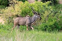 Zambesi greater kudu (Tragelaphus strepsiceros), adult, male, foraging, Kruger National Park, South Africa [IBR125203884]
