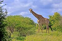 Giraffe (Giraffa camelopardalis giraffa), adult, alert, standing, Kruger National Park, Limpopo Province, South Africa [IBR125203885]
