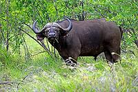 Cape buffalo (Syncerus caffer), adult, male, feeding, blade of grass, Kruger National Park, Limpopo Province, South Africa [IBR125203886]