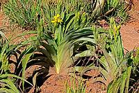 Hypoxis hemerocallidea, flower, Bloemfontein Botanical Garden, Free State, South Africa [IBR125203887]