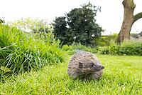 European hedgehog (Erinaceus europaeus) adult animal next to long grass on a garden lawn, England, United Kingdom [IBR125203888]