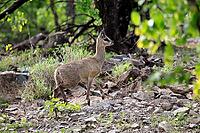 Transvaal klipspringer (Oreotragus transvaalensis), adult male running, Kruger National Park, South Africa [IBR125203889]