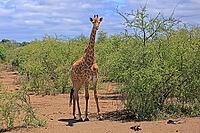 Giraffe (Giraffa camelopardalis giraffa), adult, alert, standing, Kruger National Park, Limpopo Province, South Africa [IBR125203891]