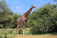 Giraffe (Giraffa camelopardalis giraffa), adult, feeding, shrub, Kruger National Park, Limpopo Province, South Africa [IBR125203892]