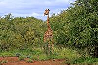 Giraffe (Giraffa camelopardalis giraffa), adult, alert, standing, Kruger National Park, Limpopo Province, South Africa [IBR125203893]