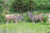 Zambesi greater kudu (Tragelaphus strepsiceros), adult, male, pair, display behaviour, Kruger National Park, South Africa [IBR125203894]