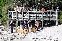 Release of African penguins (Spheniscus demersus), SANCCOB (Southern African Foundation for the Conservation of Coastal Birds), rehabilitated penguins, release site, Boulders Beach, Simon's Town, Table Mountain National Park, Western Cape, South Africa [IBR125203895]