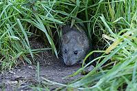 European brown rat (Rattus norvegicus) adult rodent animal emerging from its burrow hole, England, United Kingdom [IBR125203896]
