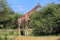 Giraffe (Giraffa camelopardalis giraffa), adult, feeding, shrub, Kruger National Park, Limpopo Province, South Africa [IBR125203897]