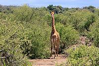 Giraffe (Giraffa camelopardalis giraffa), adult, alert, standing, Kruger National Park, Limpopo Province, South Africa [IBR125203898]