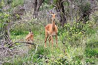 Black-heeled antelope (Aepyceros melampus), impala, adult, female, calf, mother with calf, alert, Kruger National Park, South Africa [IBR125203899]