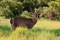 Elliptical waterbuck (Kobus ellipsiprymnus), adult, male, standing, feeding, alert, Kruger National Park, South Africa [IBR125203900]