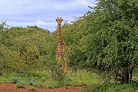 Giraffe (Giraffa camelopardalis giraffa), adult, alert, standing, Kruger National Park, Limpopo Province, South Africa [IBR125203901]
