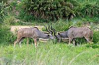 Zambesi greater kudu (Tragelaphus strepsiceros), adult, male, pair, display behaviour, Kruger National Park, South Africa [IBR125203902]
