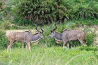 Zambesi greater kudu (Tragelaphus strepsiceros), adult, male, pair, display behaviour, Kruger National Park, South Africa [IBR125203904]