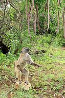 Bear baboon (Papio ursinus), Chakma baboon, juvenile, male, foraging, standing on the ground, spotting a stone, Cassia abbreviata, Kruger National Park, South Africa [IBR125203905]