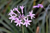 Tulbaghia violacea, indoor garlic, flower, Bloemfontein Botanical Garden, Free State, South Africa [IBR125203906]