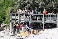 Release of African penguins (Spheniscus demersus), SANCCOB (Southern African Foundation for the Conservation of Coastal Birds), rehabilitated penguins, release site, Boulders Beach, Simon's Town, Table Mountain National Park, Western Cape, South Africa [IBR125203907]