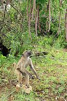 Bear baboon (Papio ursinus), Chakma baboon, juvenile, male, foraging, standing on the ground, spotting a stone, Cassia abbreviata, Kruger National Park, South Africa [IBR125203908]